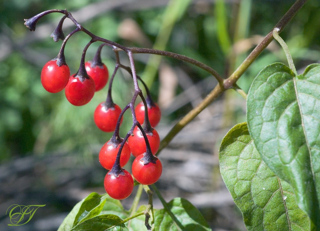 фото "Poisonous berries" метки: природа, макро и крупный план, цветы