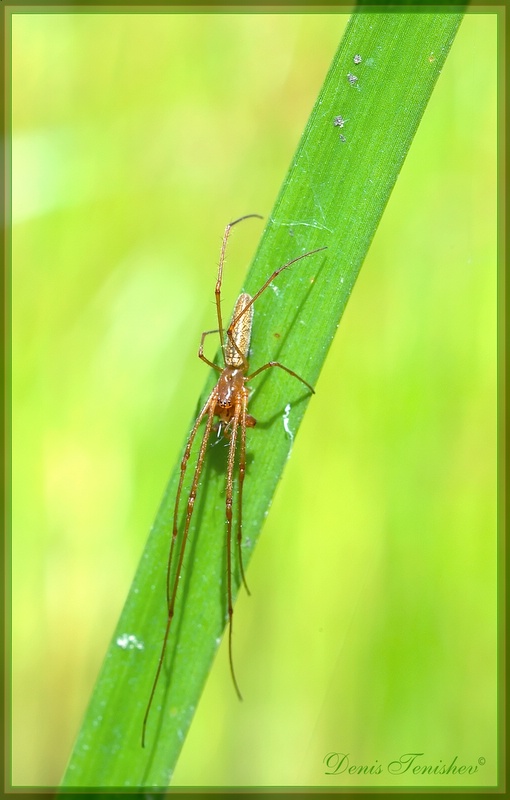 фото "Spider" метки: природа, макро и крупный план, насекомое