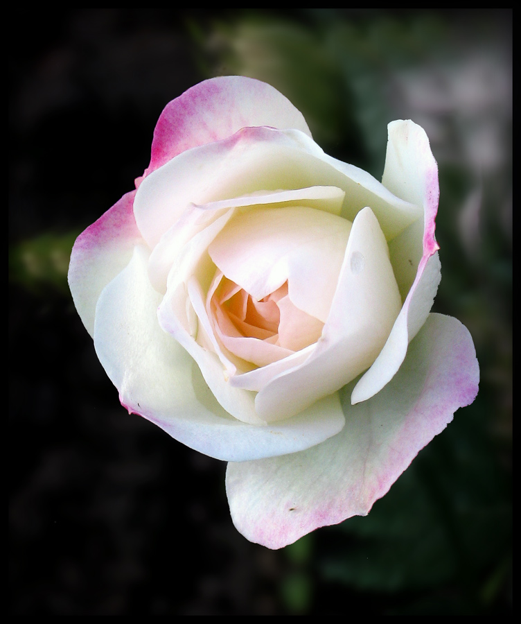 photo "mini-rose" tags: nature, macro and close-up, flowers