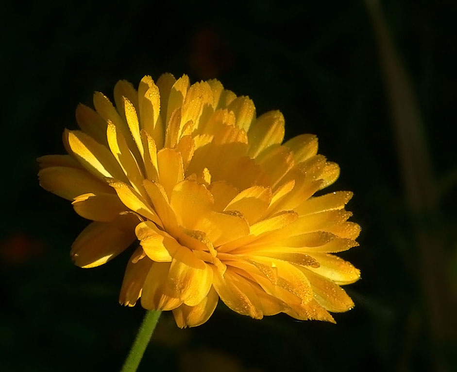 фото "Утреннее солнце" метки: природа, цветы