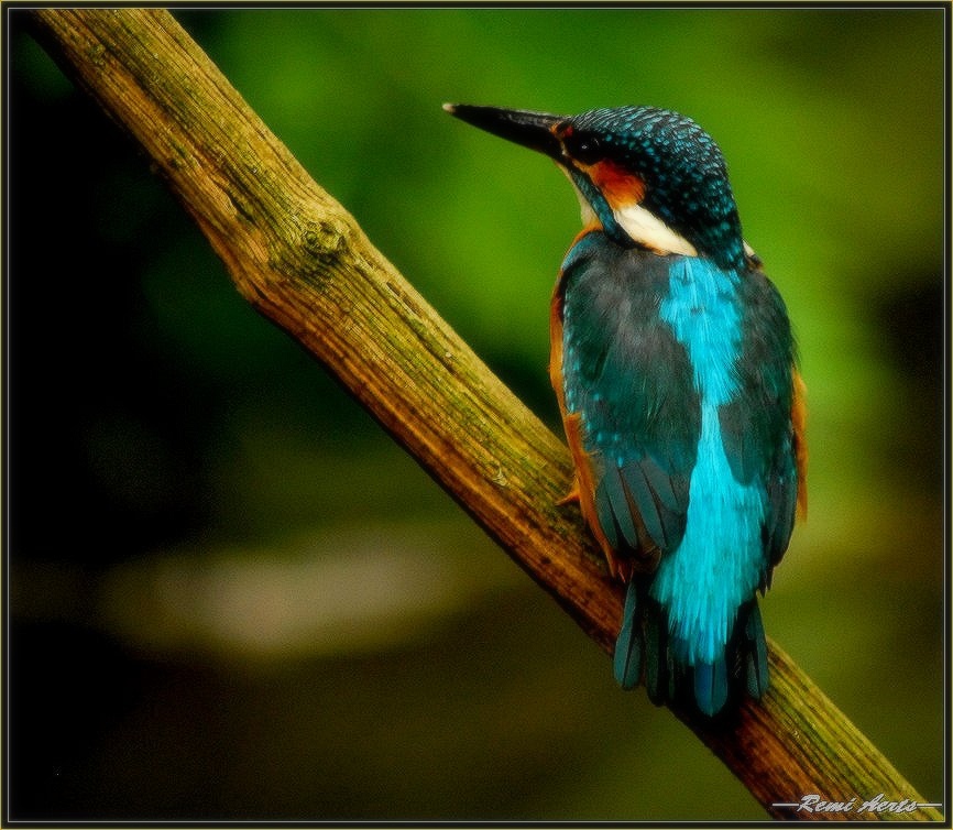 photo "Kingfisher # 2" tags: nature, pets/farm animals