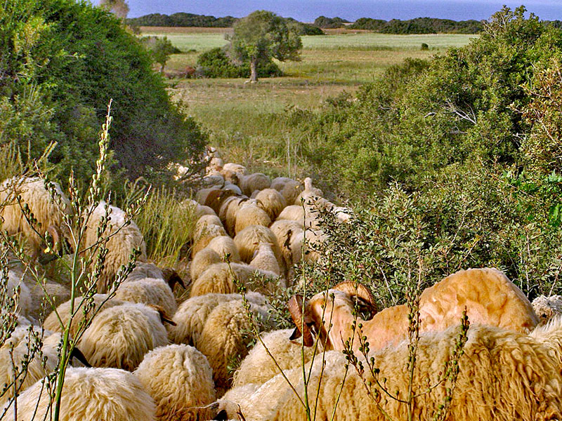 фото "Greek Island of Lesbos" метки: пейзаж, 