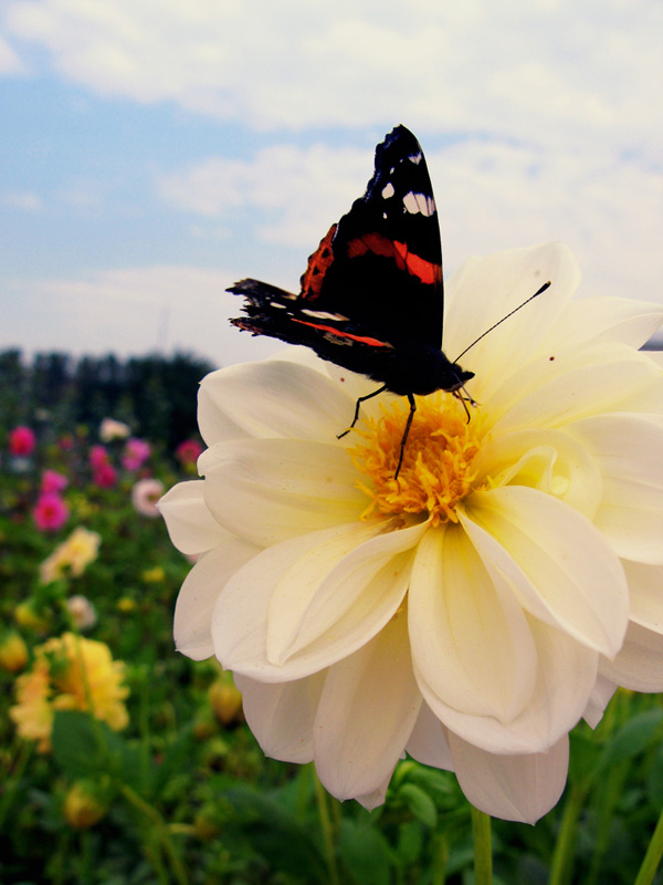 photo "***" tags: nature, macro and close-up, insect