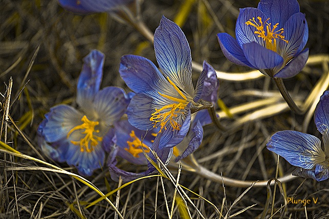 photo "***" tags: nature, flowers