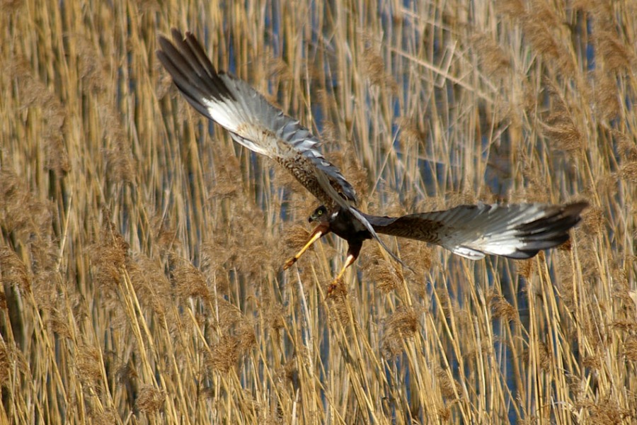 photo "Circus aeruginosus" tags: nature, wild animals