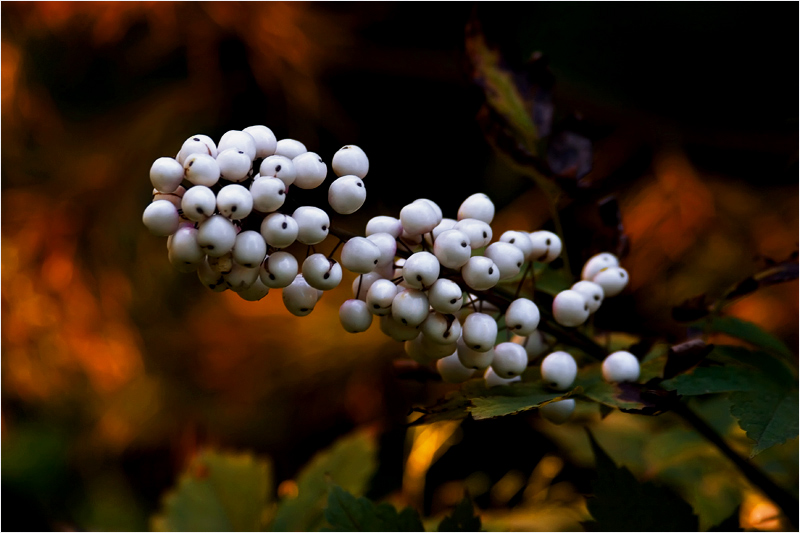 photo "Autumn time" tags: nature, flowers