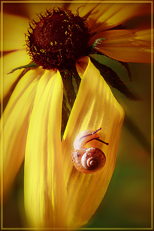 photo "***" tags: nature, macro and close-up, insect