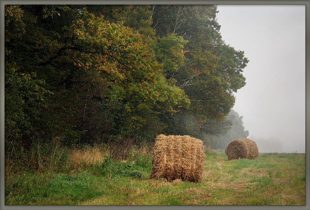 photo "На краю леса" tags: landscape, autumn