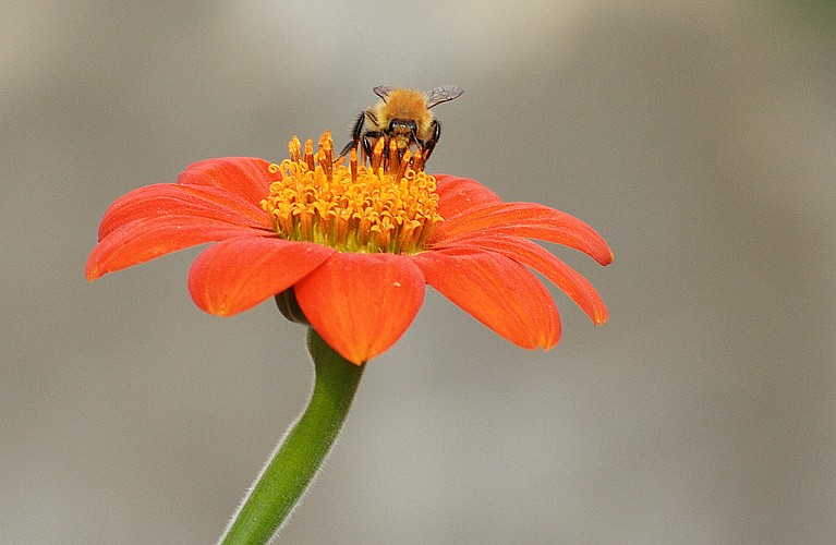 photo "Bee" tags: macro and close-up, nature, 