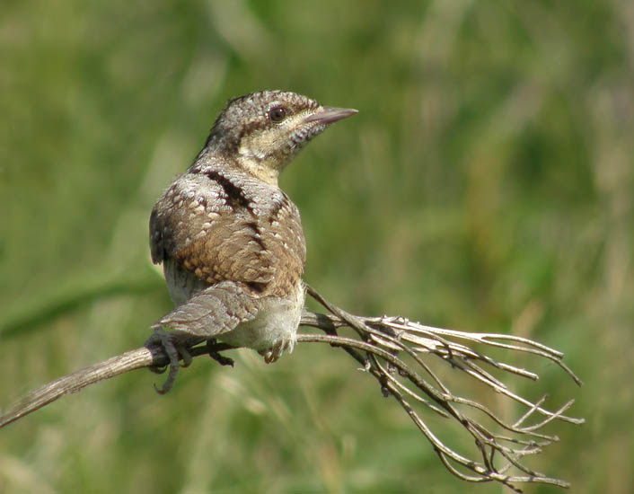 photo "Wryneck" tags: nature, wild animals