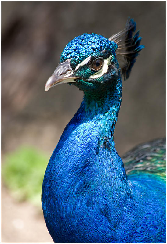 photo "Tsar - bird" tags: nature, portrait, wild animals