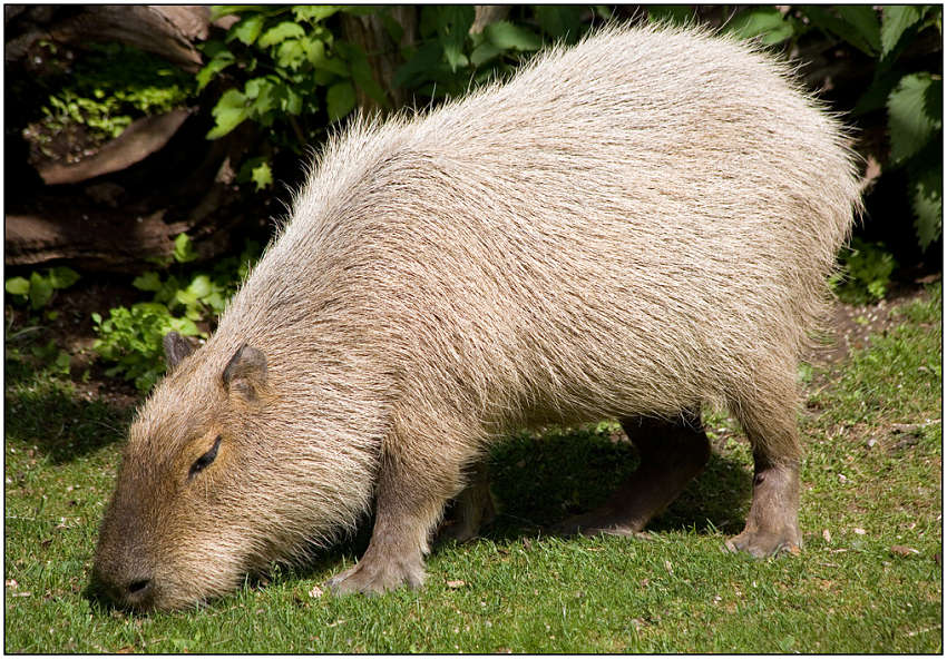 photo "Capybara" tags: nature, travel, wild animals