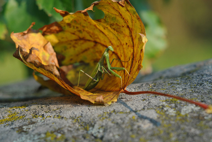 photo "***" tags: macro and close-up, nature, insect