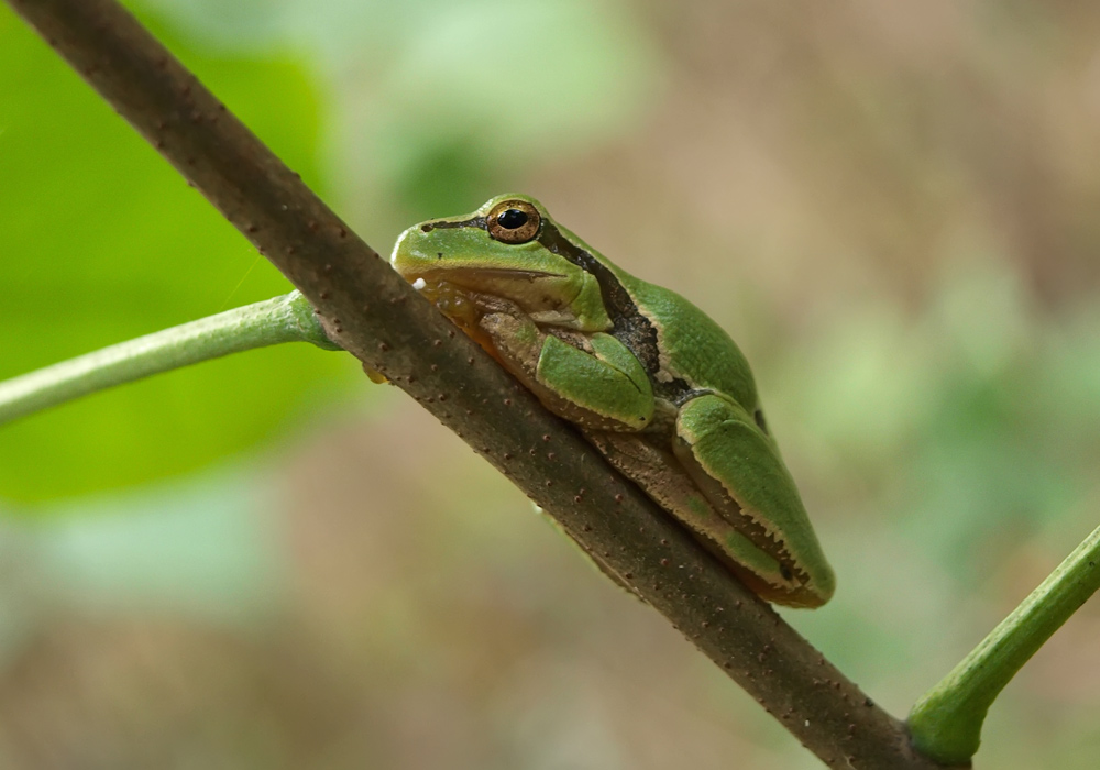 photo "***" tags: nature, macro and close-up, 