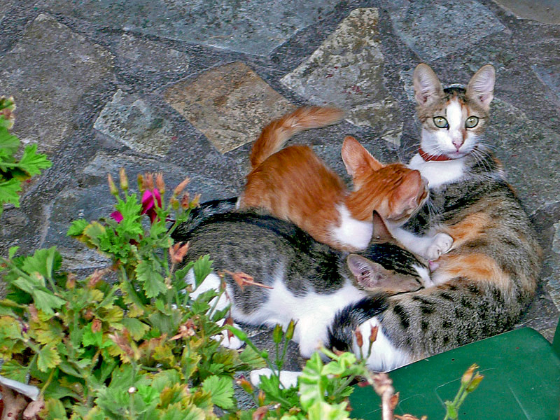 photo "Mom and Kittens" tags: nature, pets/farm animals