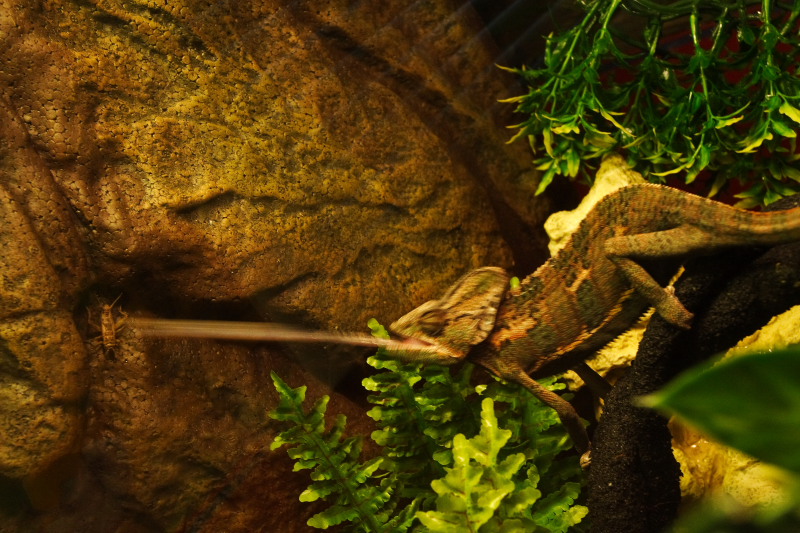 photo "What's for dinner?" tags: nature, insect, pets/farm animals