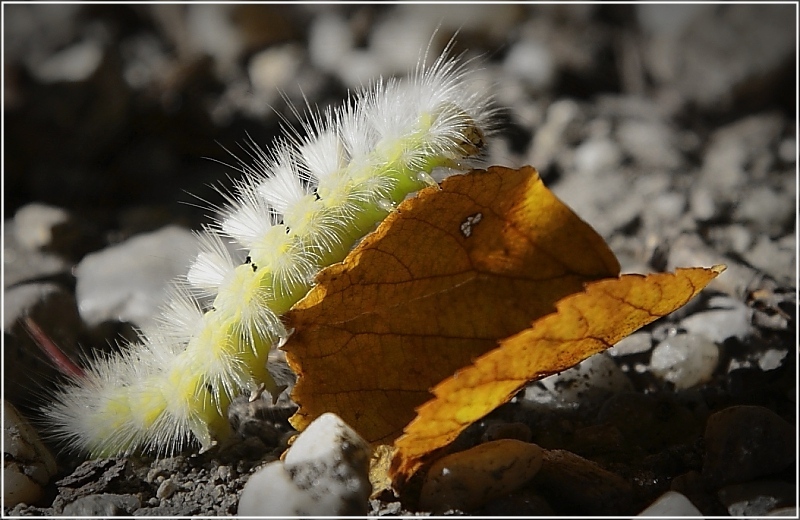 photo "Скалолазка" tags: nature, macro and close-up, insect