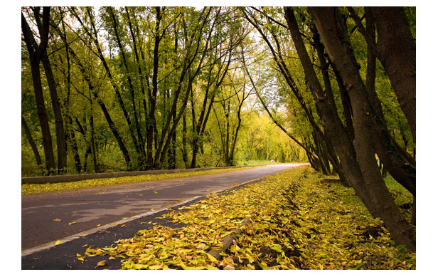 photo "music..." tags: landscape, autumn, forest