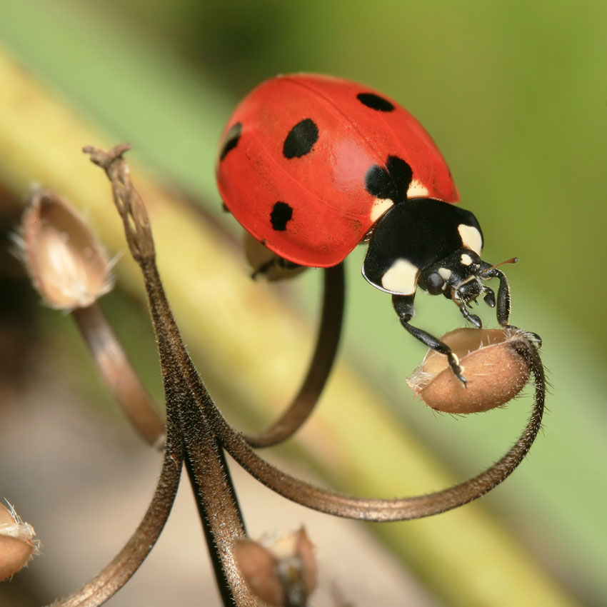 photo "***" tags: macro and close-up, nature, insect