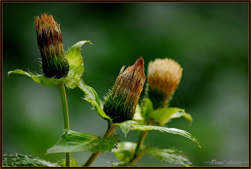 photo "***" tags: nature, macro and close-up, flowers