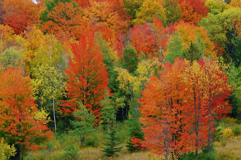 photo "Bright Fall Colors" tags: landscape, autumn