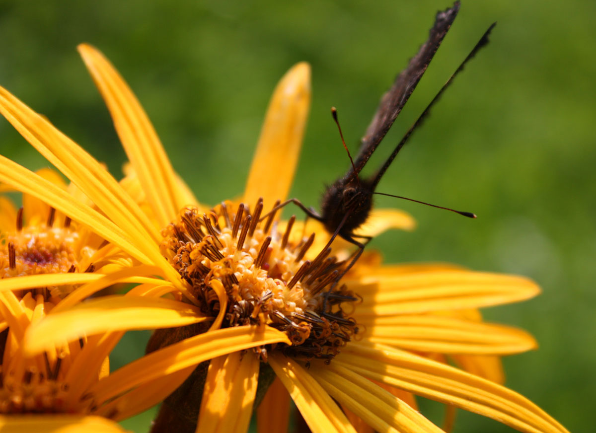 photo "***" tags: nature, macro and close-up, insect