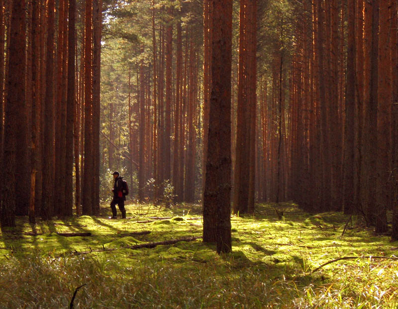 photo "***" tags: landscape, forest