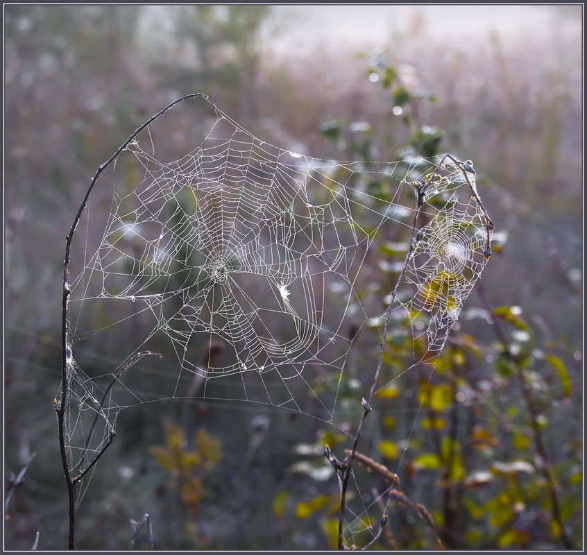 фото "Хозяин ушел :)" метки: природа, разное, 