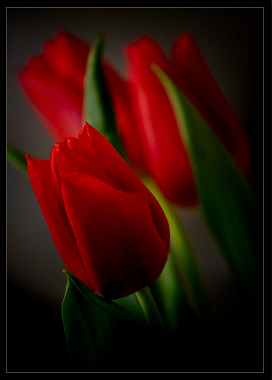 photo "Small lady and fellows" tags: nature, still life, flowers