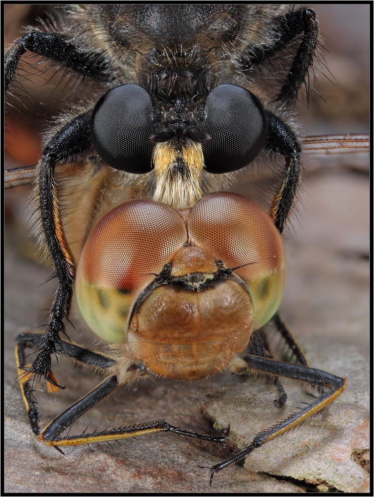 фото "Хищник и жертва" метки: макро и крупный план, природа, насекомое