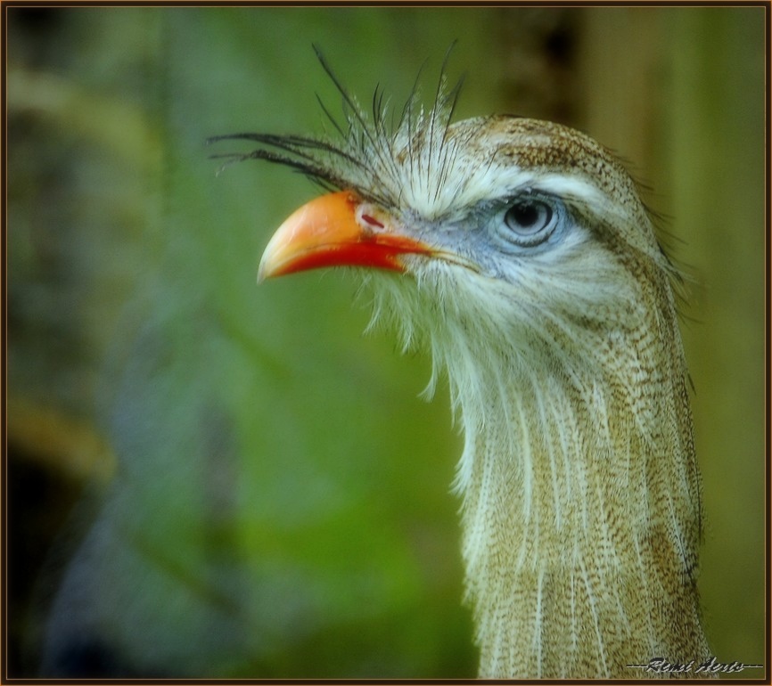 фото "hey man !" метки: природа, макро и крупный план, дикие животные