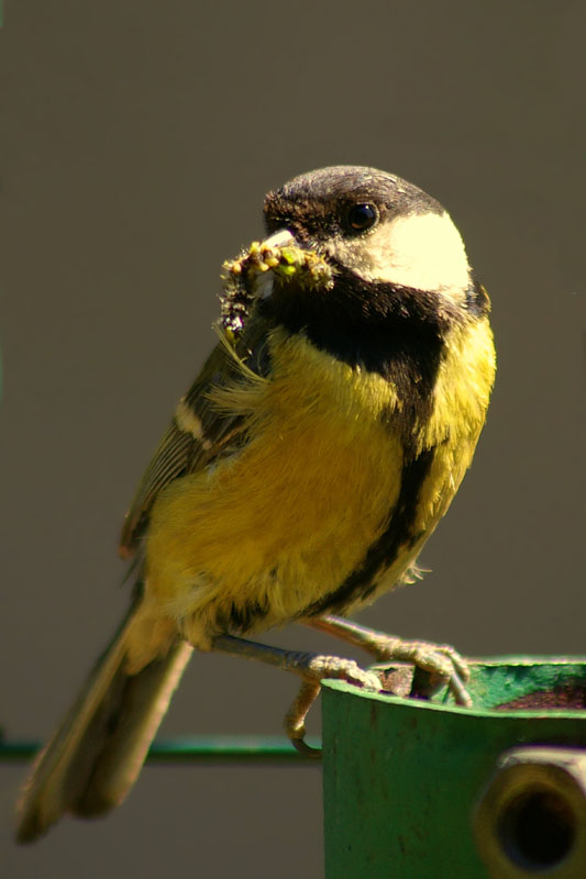 photo "Parus major" tags: nature, wild animals
