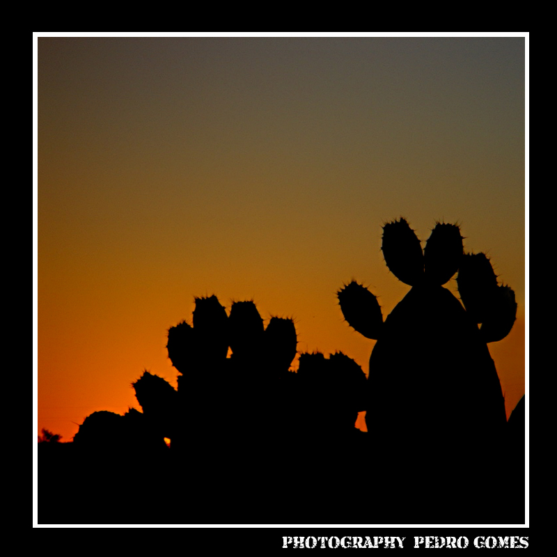 фото "***" метки: природа, пейзаж, закат, цветы