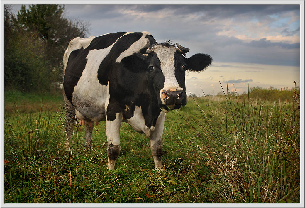 photo "Terrible animal with horns :)" tags: nature, pets/farm animals