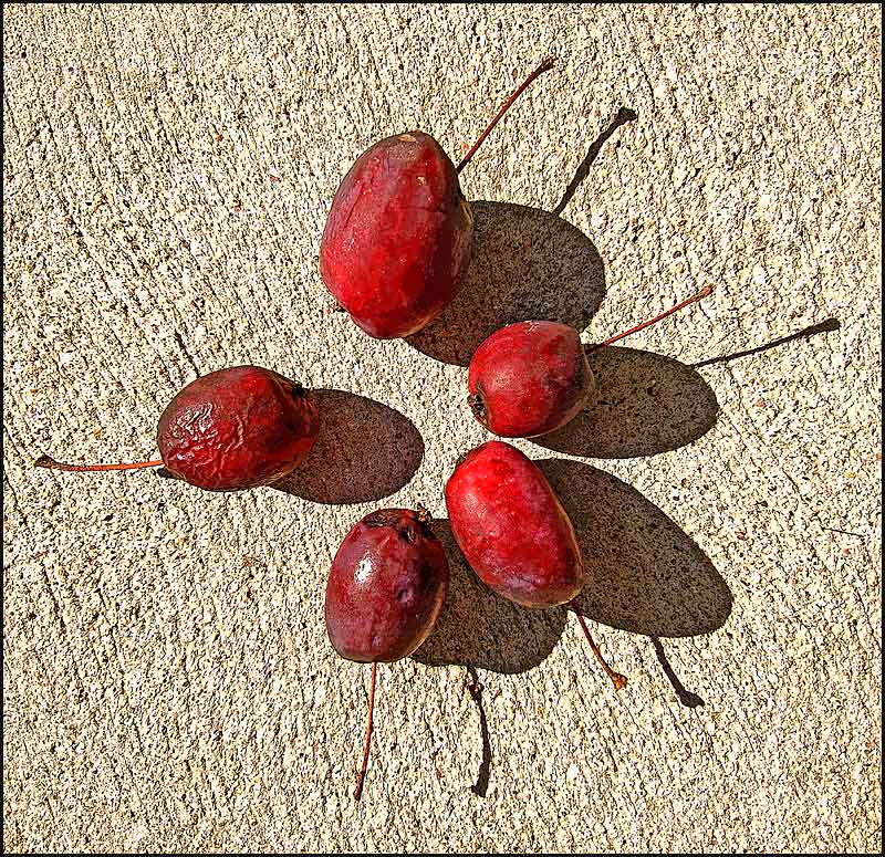 photo "Wild apples" tags: still life, 