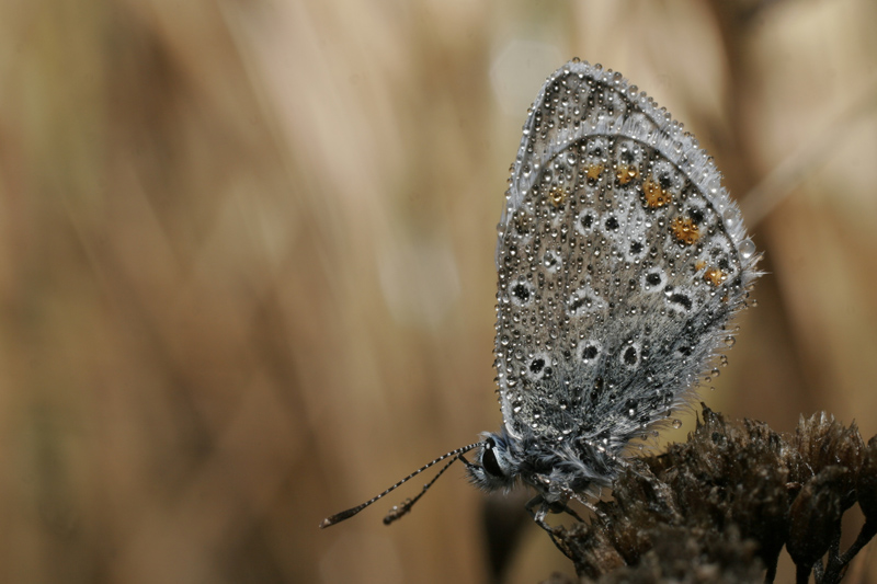 photo "Morning mist" tags: macro and close-up, nature, insect