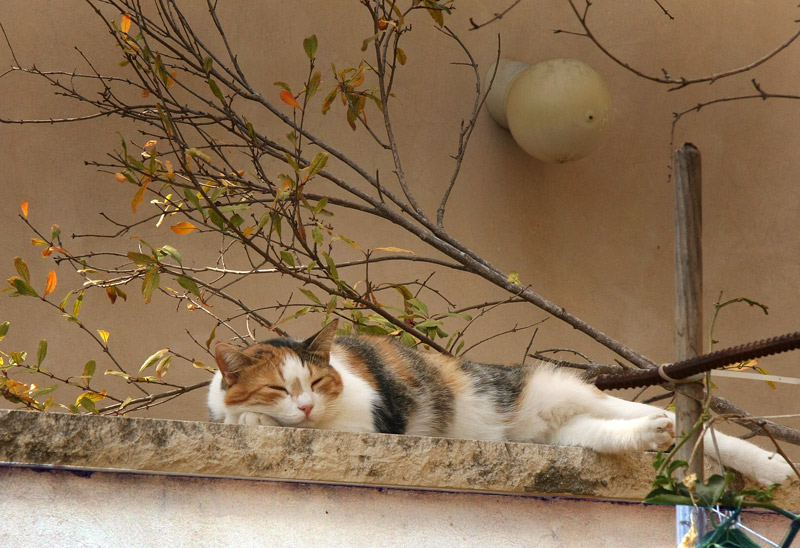 photo "Siesta" tags: nature, pets/farm animals