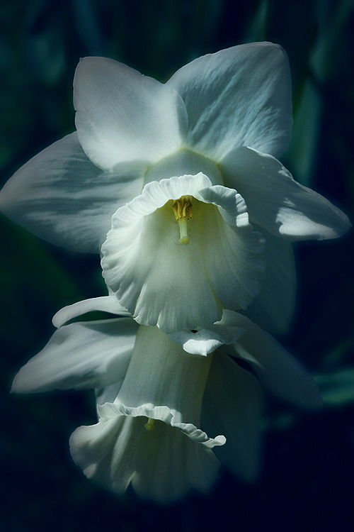 photo "***" tags: nature, flowers