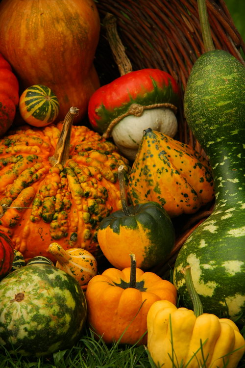 photo "Pumpkins" tags: nature, flowers