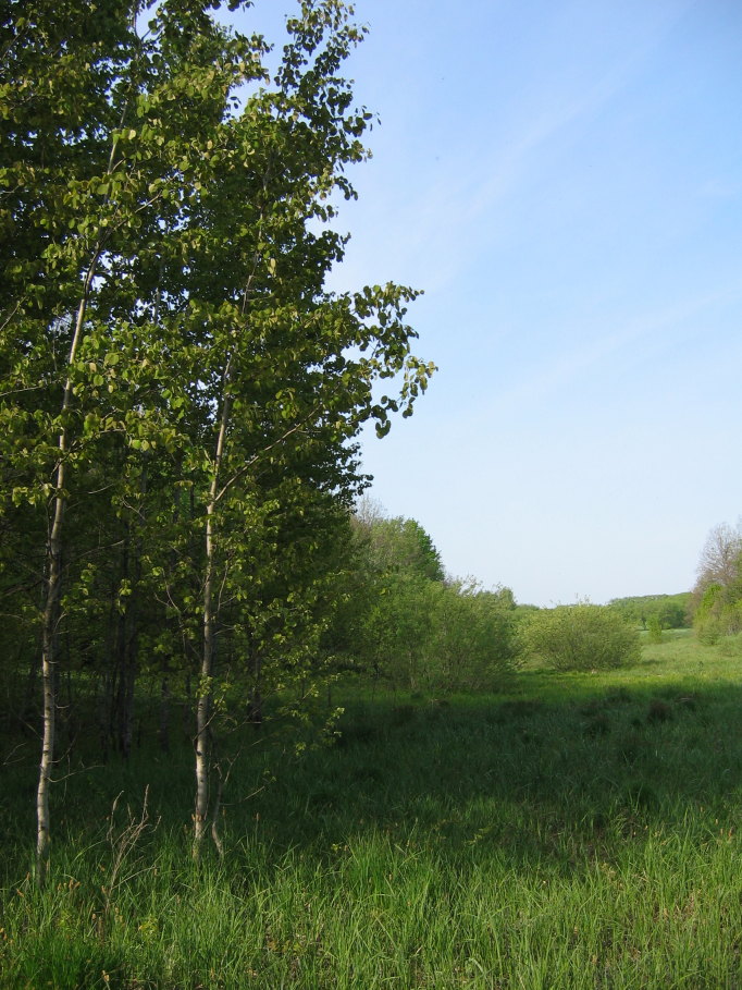 photo "***" tags: landscape, forest, summer