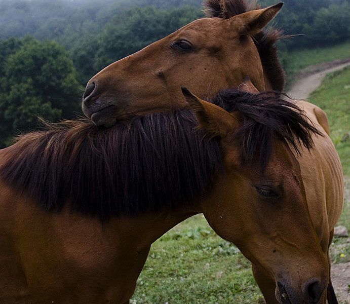 photo "i think..." tags: nature, portrait, pets/farm animals