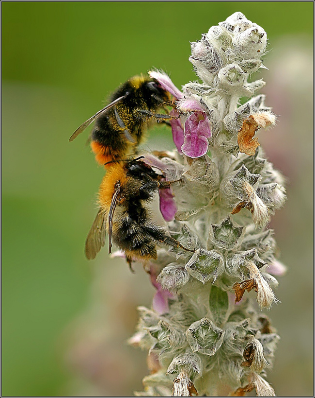 photo "Duet" tags: macro and close-up, nature, insect