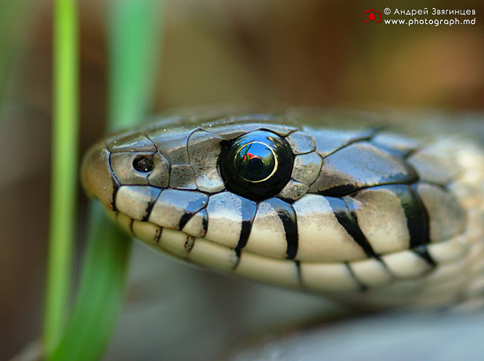 photo "***" tags: macro and close-up, 