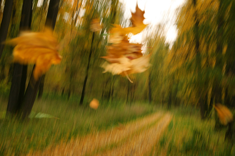 photo "Autumn Tango" tags: landscape, autumn, forest