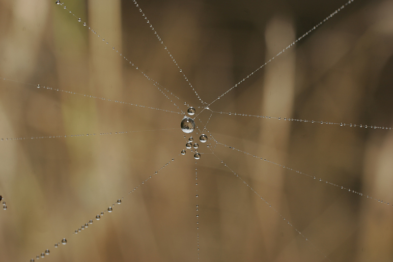 photo "Necklaces" tags: macro and close-up, 