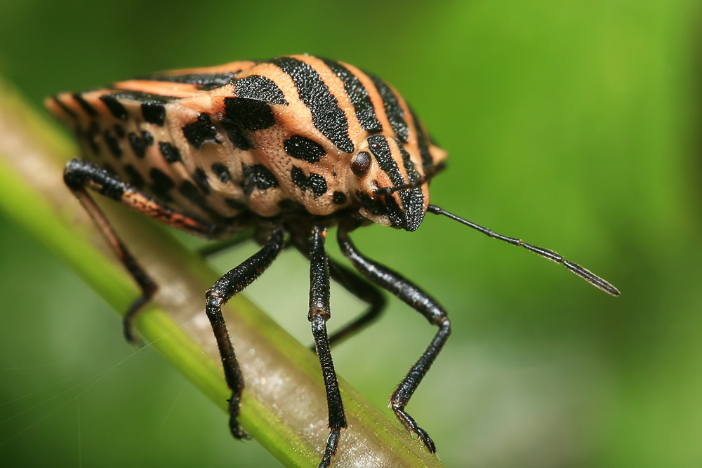 photo "***" tags: macro and close-up, 