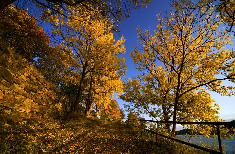 photo "Yellow Afternoon" tags: landscape, autumn, forest