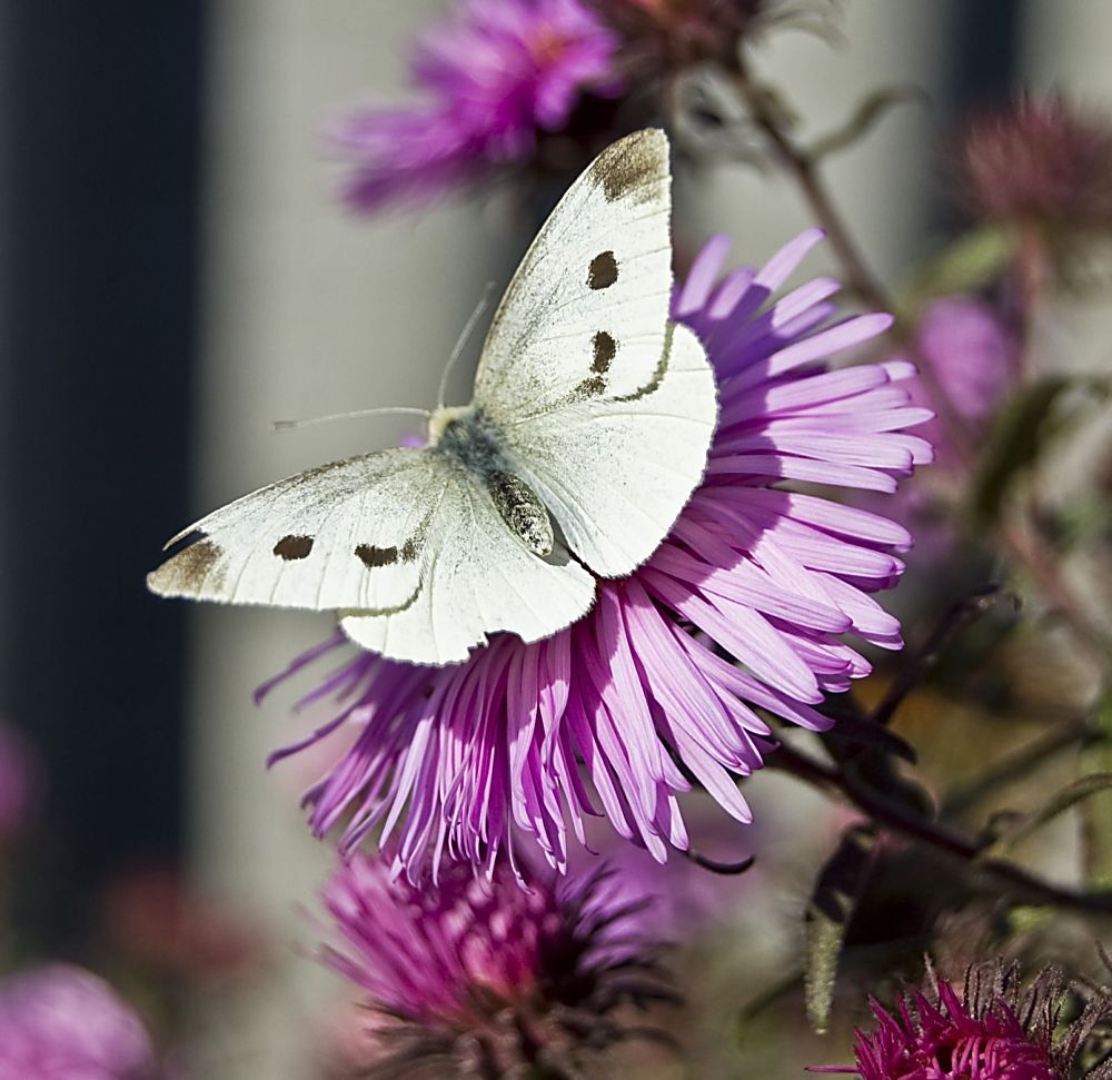 photo "***" tags: nature, macro and close-up, insect