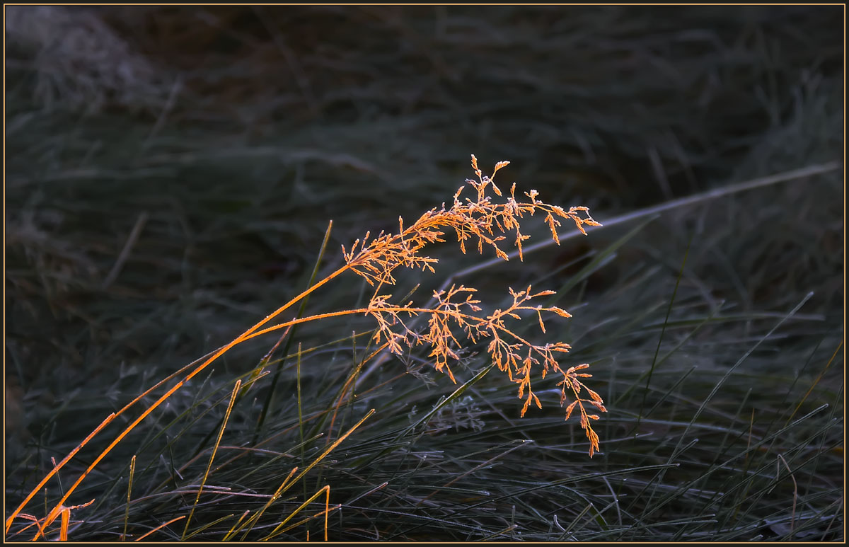 photo "Blade of grass" tags: nature, misc., flowers