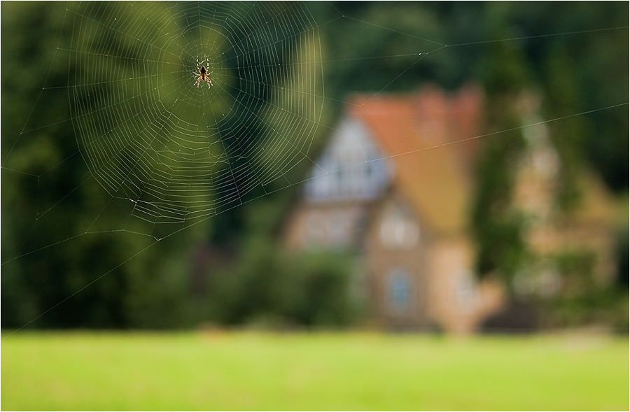 photo "***" tags: nature, landscape, insect